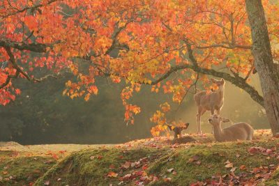 the deer of nara park with autumn leaves